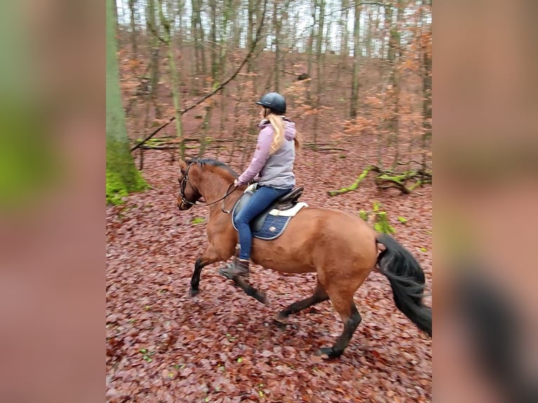 Leonhard Hongre 11 Ans 155 cm Isabelle in Hundsbach