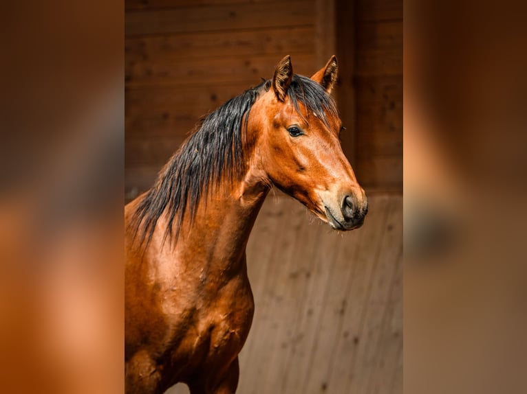 Leonhard Hongre 2 Ans 150 cm Bai in Grabenstätt