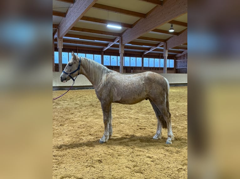 Leonhard Hongre 2 Ans 153 cm Palomino in Grabenstätt