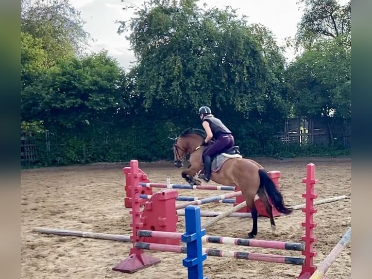 Leonhard Jument 11 Ans 155 cm Bai in Grafrath