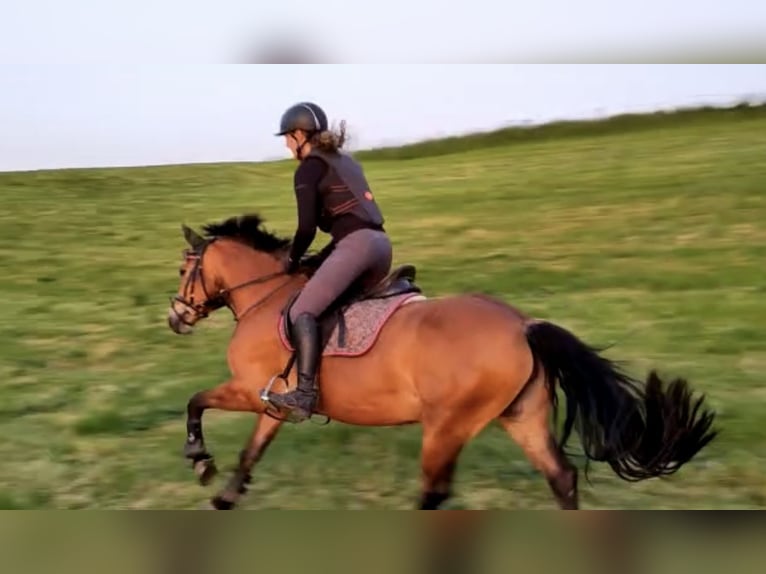 Leonhard Jument 11 Ans Bai in Grafrath