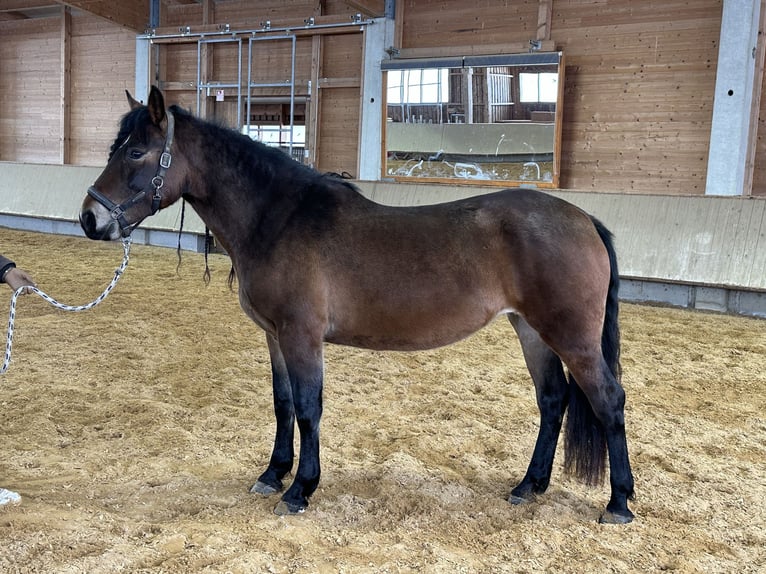 Leonhard Jument 4 Ans 156 cm Bai in Grabenstätt