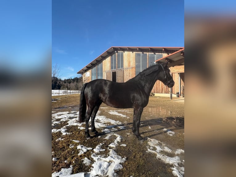 Leonhard Jument 7 Ans 155 cm Noir in Grabenstätt