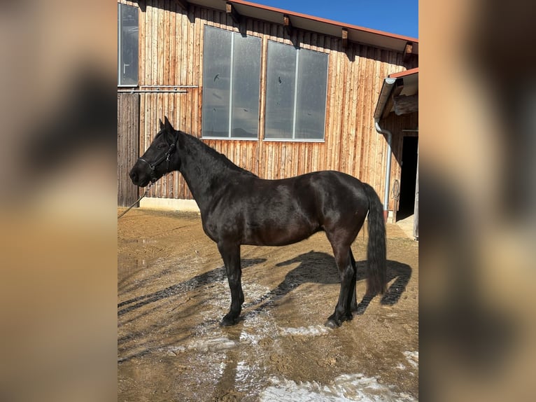 Leonhard Jument 7 Ans 155 cm Noir in Grabenstätt