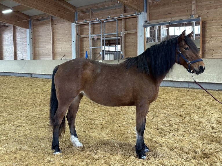 Leonhard Jument 8 Ans 156 cm Bai in Grabenstätt