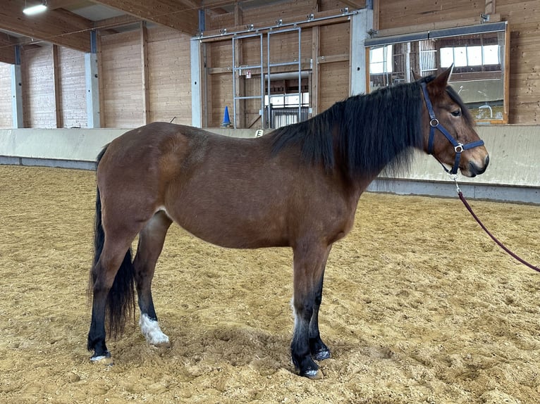 Leonhard Jument 8 Ans 156 cm Bai in Grabenstätt
