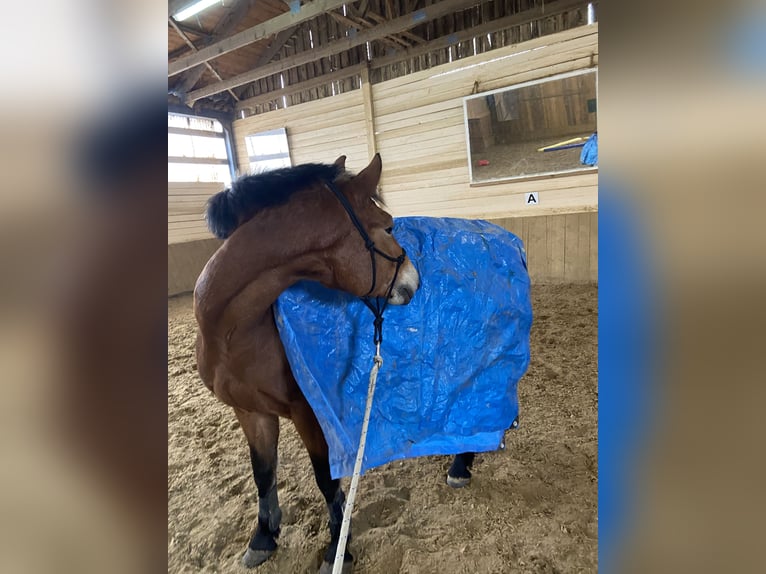 Leonhard Mare 11 years 15,1 hh Brown in Grafrath