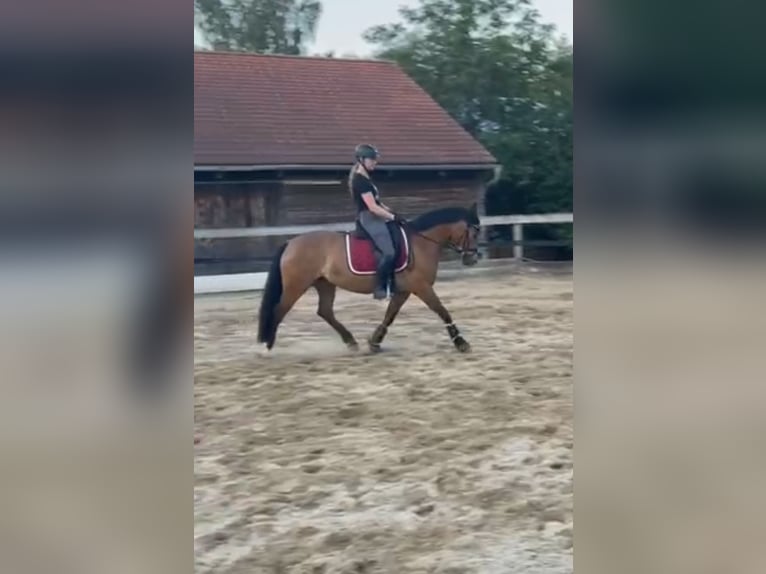 Leonhard Mare 12 years 15,1 hh Brown in Grafrath