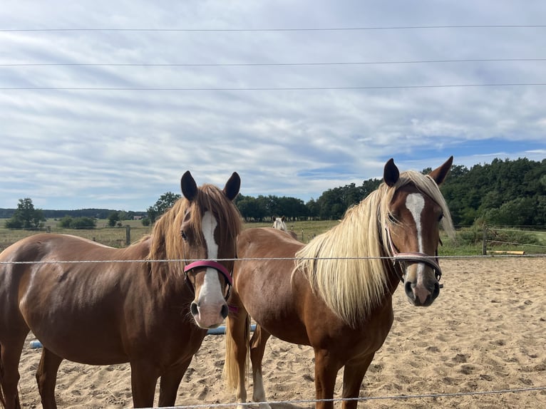 Leonhard Mare 2 years 14,2 hh Chestnut-Red in Karstädt