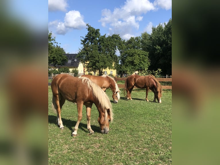 Leonhard Mare 2 years 14,2 hh Chestnut-Red in Karstädt