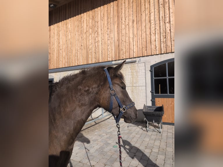 Leonhard Mare 3 years 14.2 hh Dun in Grabenstätt