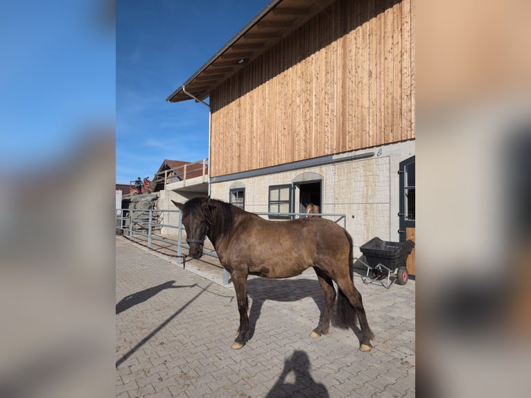 Leonhard Mare 3 years 14.2 hh Dun in Grabenstätt