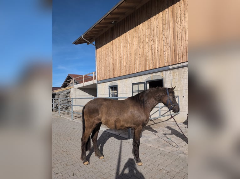 Leonhard Mare 3 years 14,2 hh Dun in Grabenstätt