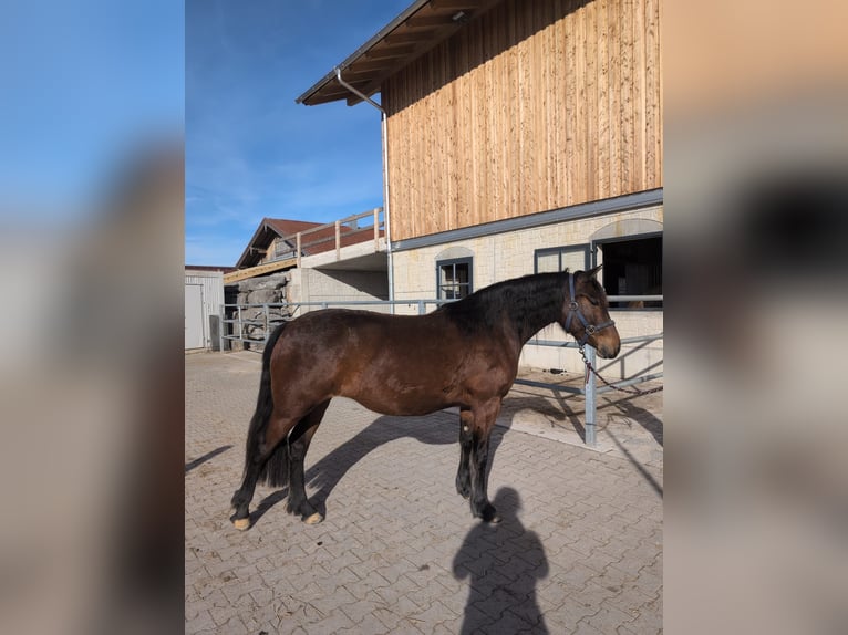 Leonhard Mare 3 years 15.1 hh Brown in Grabenstätt