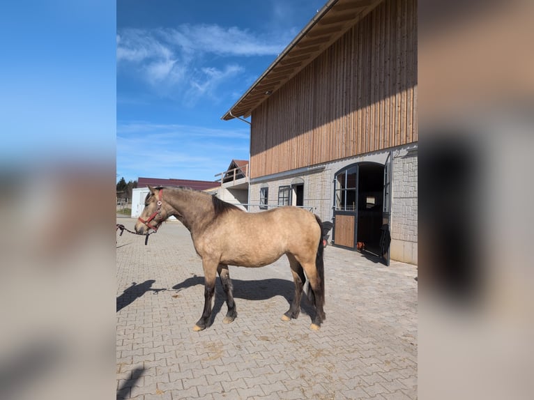 Leonhard Mare 3 years 15.1 hh Dun in Grabenstätt