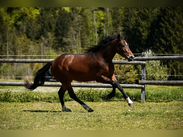 Leonhard Mare 3 years 15.2 hh Brown in Grabenstätt