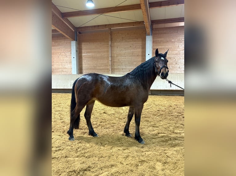 Leonhard Mare 3 years 15,1 hh Brown in Grabenstätt