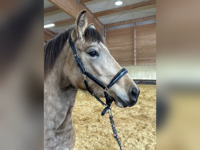 Leonhard Mare 3 years 15,1 hh Dun in Grabenstätt