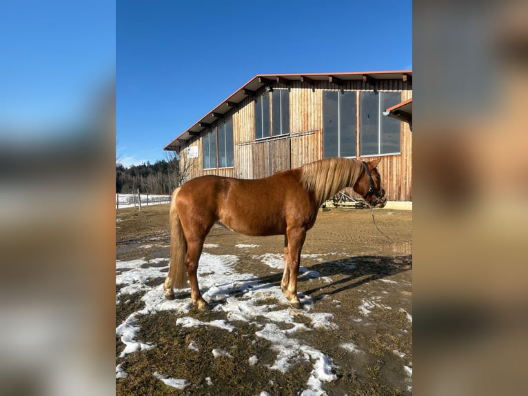 Leonhard Mare 4 years 14,3 hh Chestnut-Red in Grabenstätt