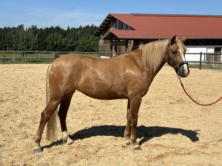 Leonhard Mare 4 years 15 hh Chestnut-Red in Grabenstätt