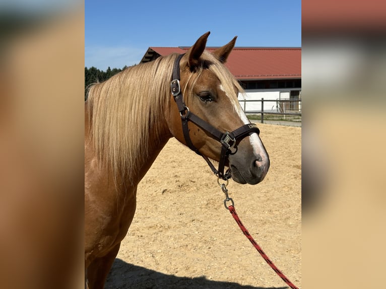 Leonhard Mare 4 years 15 hh Chestnut-Red in Grabenstätt