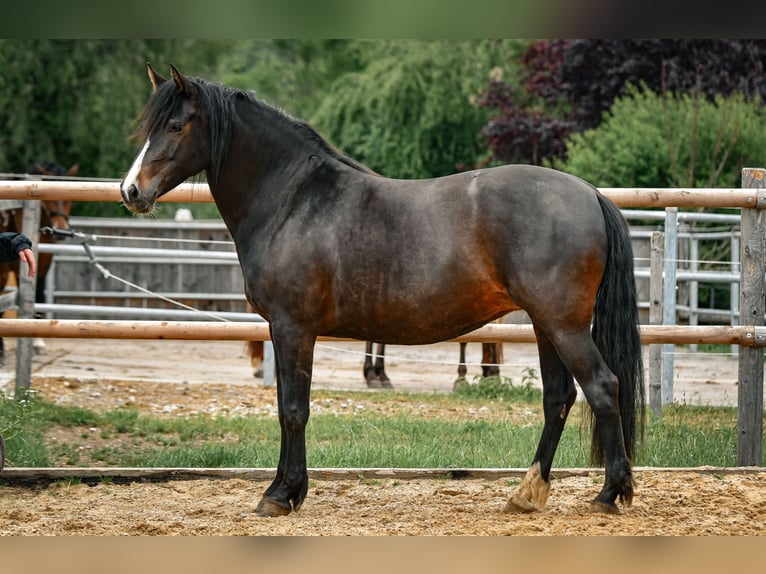 Leonhard Mare 6 years 16 hh Bay-Dark in Grabenstätt