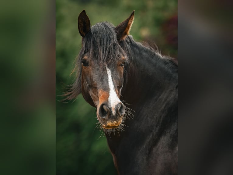 Leonhard Mare 6 years 16 hh Bay-Dark in Grabenstätt