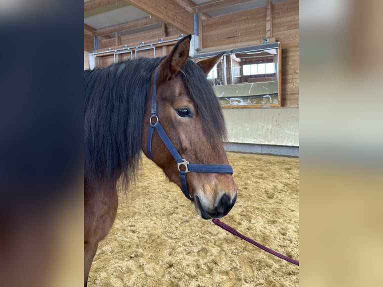 Leonhard Mare 8 years 15,1 hh Brown in Grabenstätt