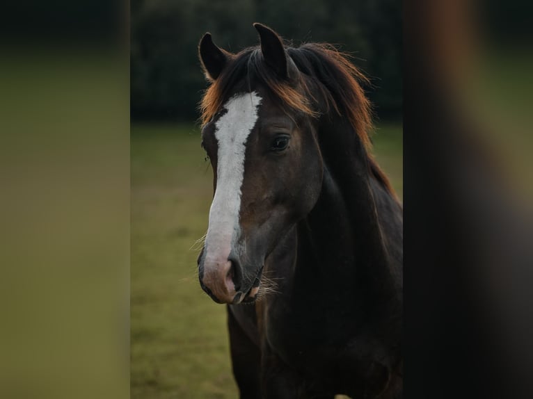 Leonhard Stallion 1 year 14,1 hh Bay-Dark in Grabenstätt
