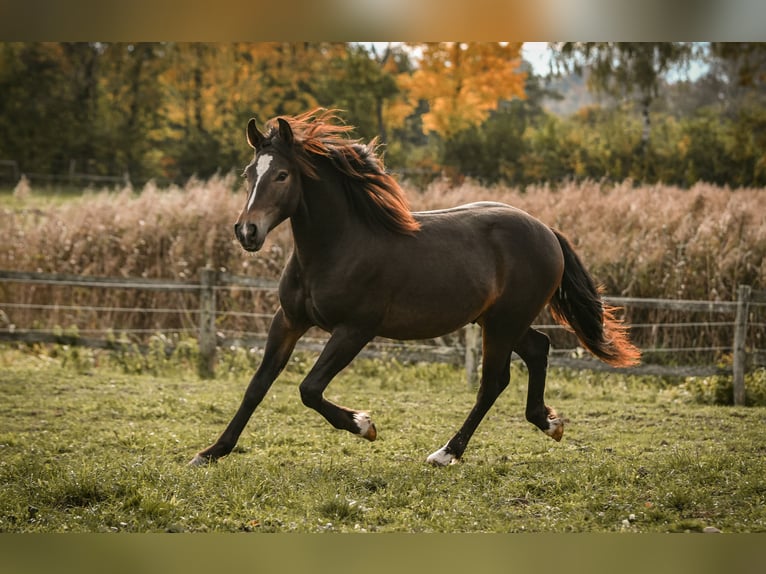 Leonhard Stallion 1 year 14 hh Bay-Dark in Grabenst&#xE4;tt