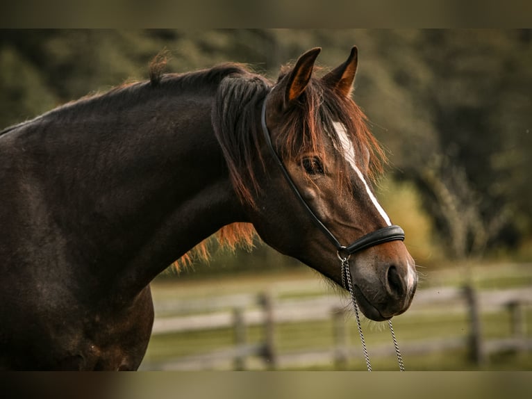 Leonhard Stallion 1 year 14 hh Bay-Dark in Grabenst&#xE4;tt