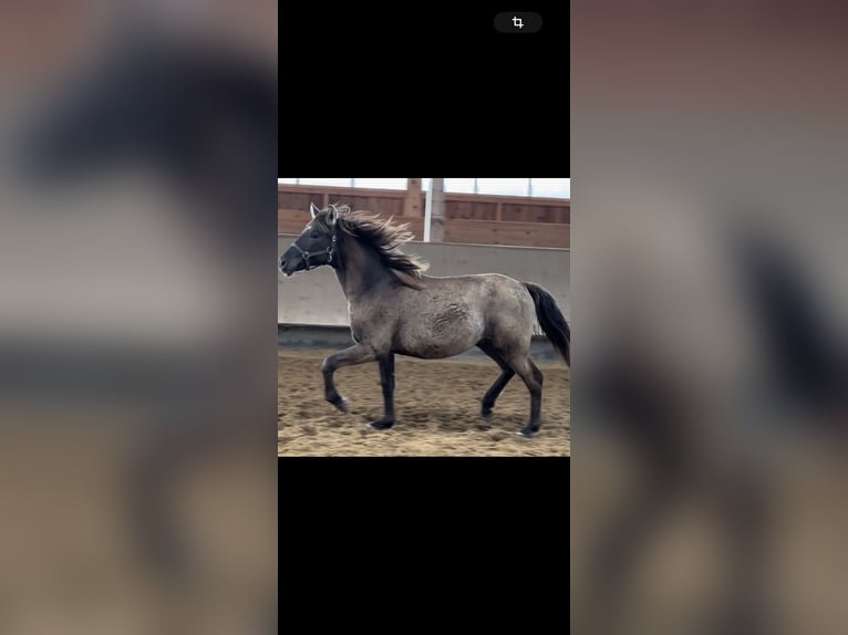 Leonhard Stallion 1 year 14 hh Dun in Grabenst&#xE4;tt