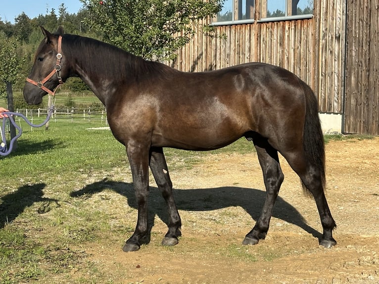Leonhard Stallion 1 year 15.2 hh Black in Grabenstätt