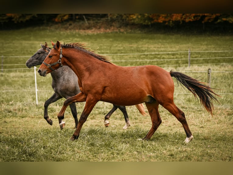 Leonhard Stallion 2 years 14 hh Brown in Grabenstätt