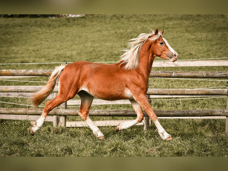 Leonhard Stallion 2 years 14 hh Chestnut-Red in Grabenstätt