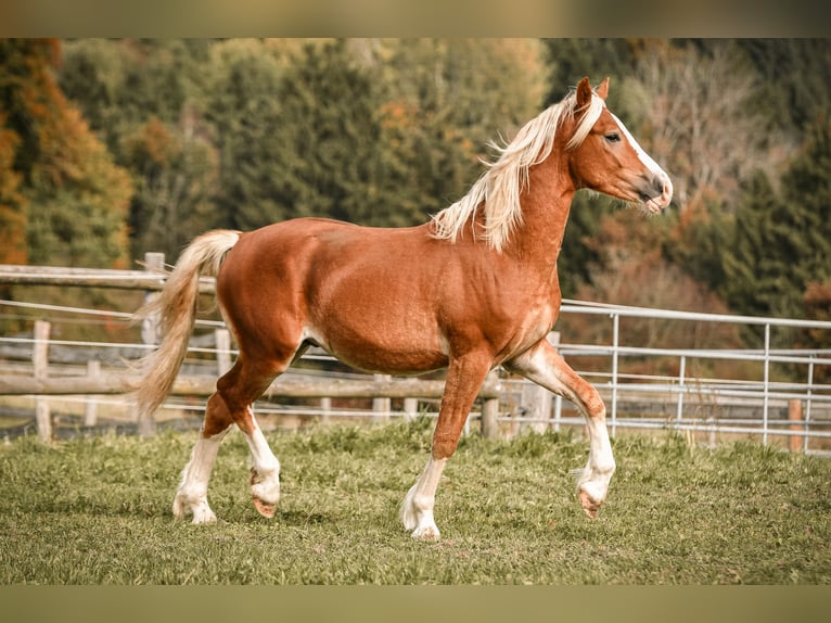 Leonhard Stallion 2 years 14 hh Chestnut-Red in Grabenstätt