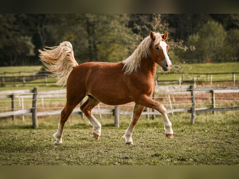 Leonhard Stallion 2 years 14 hh Chestnut-Red in Grabenstätt