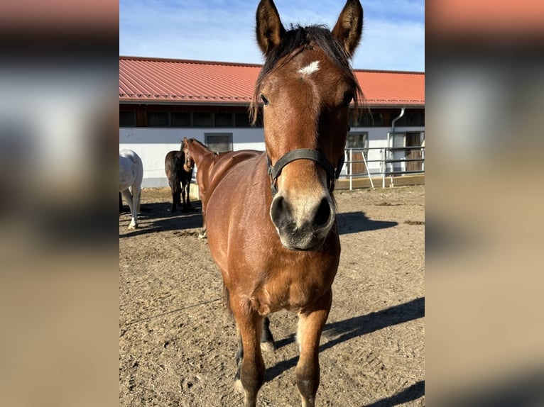 Leonhard Stallion 2 years 15,2 hh Brown in Grabenstätt