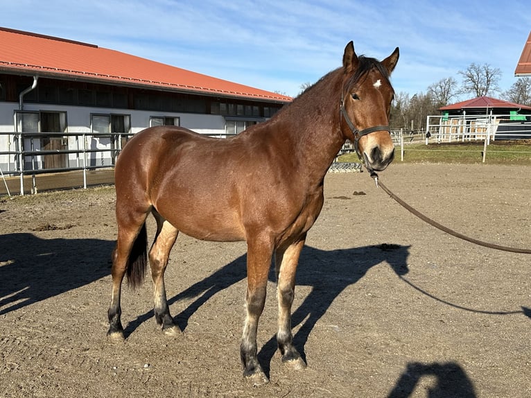 Leonhard Stallion 2 years 15,2 hh Brown in Grabenstätt