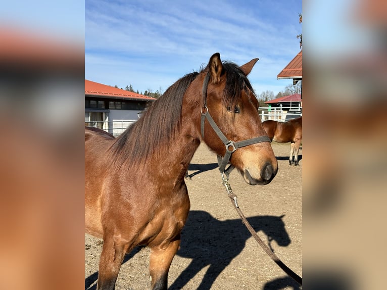 Leonhard Stallion 2 years 15,2 hh Brown in Grabenstätt