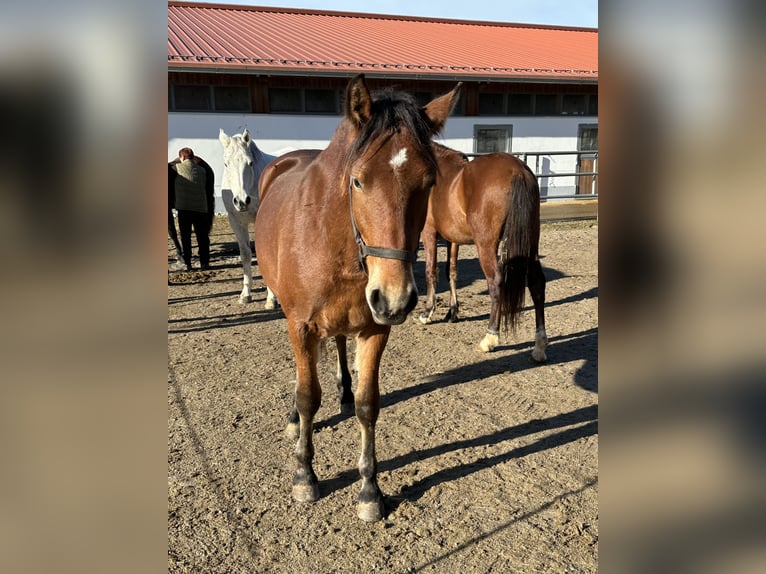 Leonhard Stallion 2 years 15,2 hh Brown in Grabenstätt