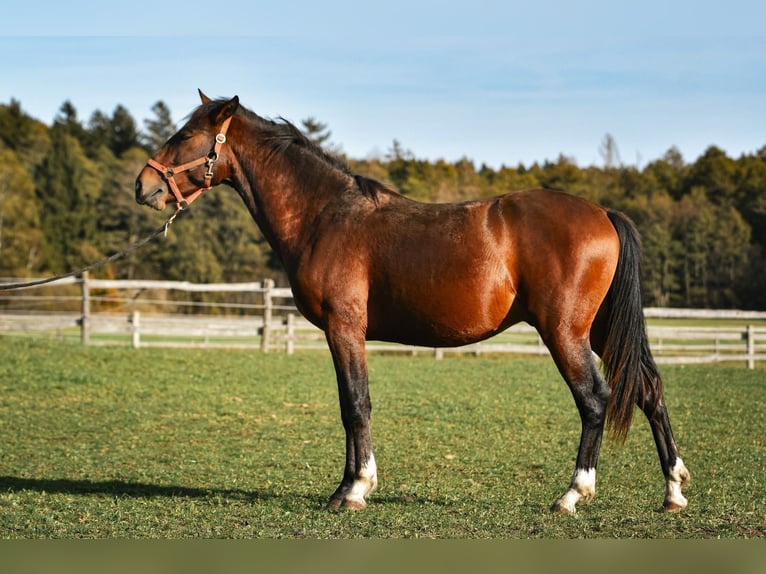 Leonhard Stallion 3 years 14,2 hh Brown in Grabenstätt