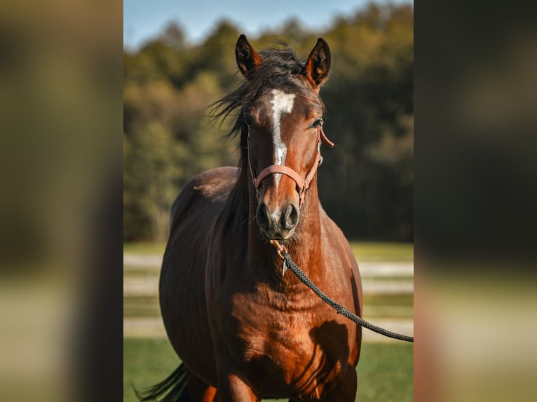 Leonhard Stallion 3 years 14,2 hh Brown in Grabenstätt