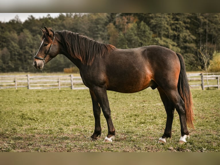 Leonhard Stallone 1 Anno 143 cm Baio scuro in Grabenst&#xE4;tt
