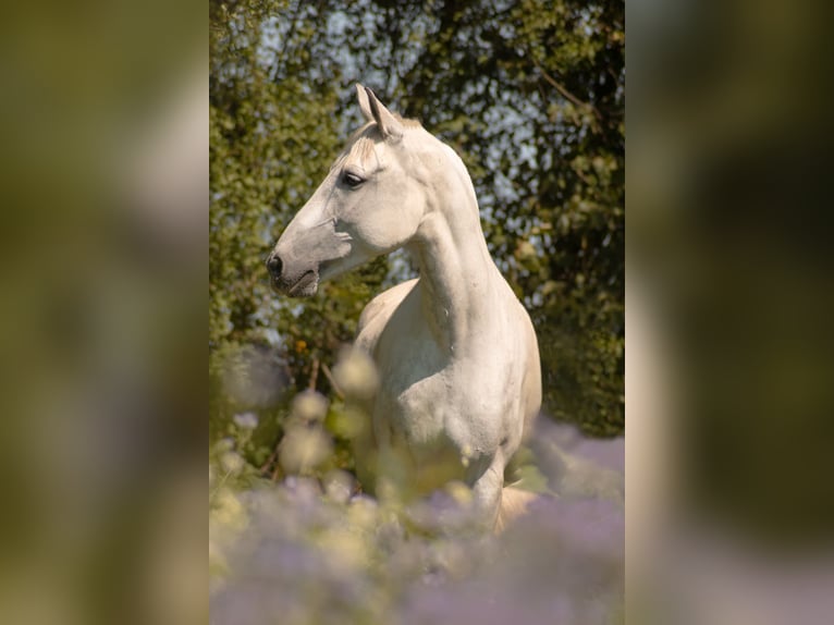 Leonhard Valack 13 år 155 cm Grå in Kellinghusen