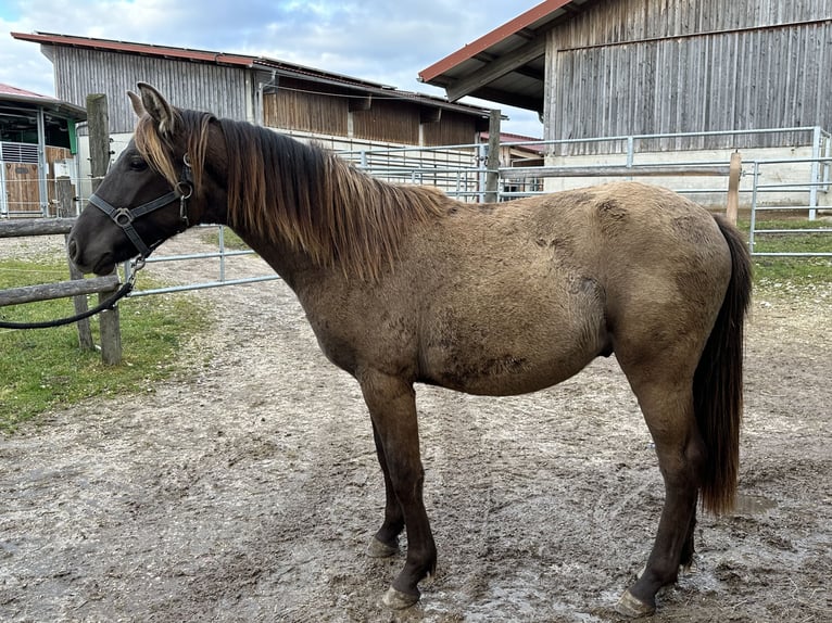 Leonharder Hengst 1 Jaar 143 cm Falbe in Grabenst&#xE4;tt