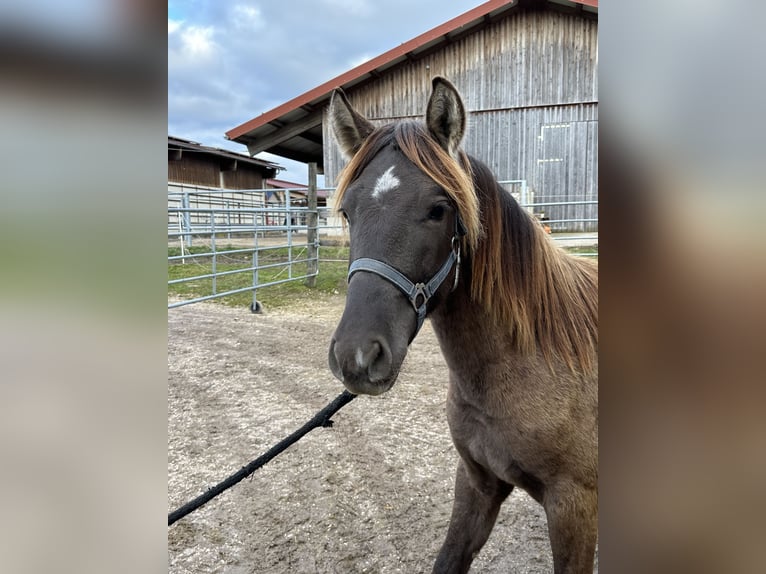 Leonharder Hengst 1 Jaar 143 cm Falbe in Grabenst&#xE4;tt