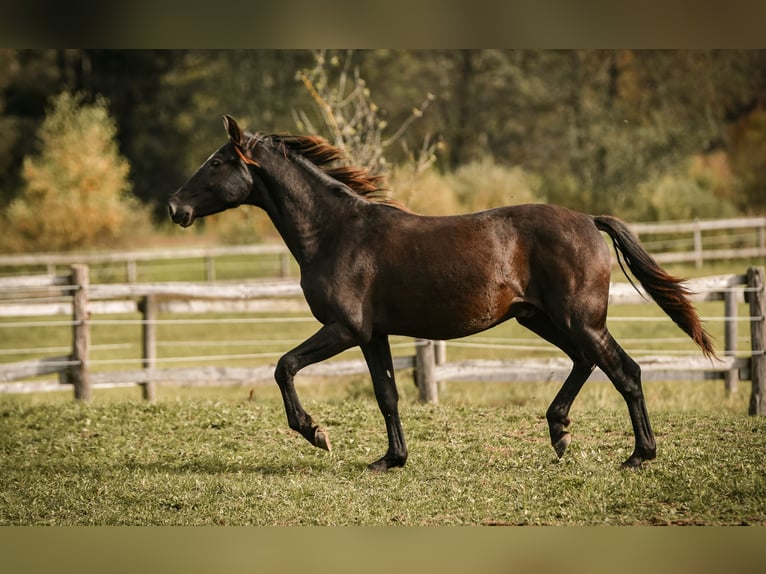Leonharder Hengst 1 Jaar 145 cm Donkerbruin in Grabenst&#xE4;tt