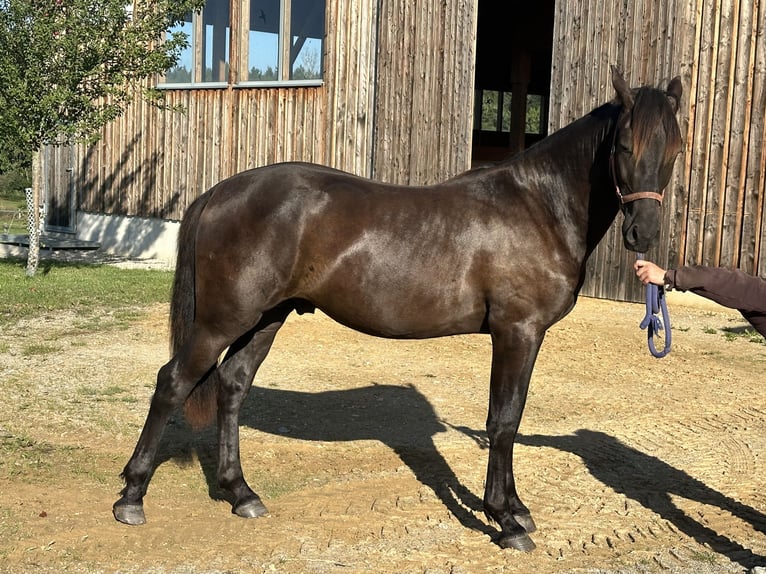 Leonharder Hengst 1 Jaar 158 cm Zwart in Grabenstätt