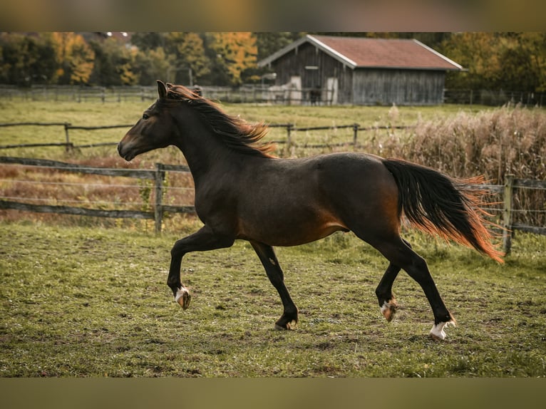 Leonharder Hengst 1 Jahr 143 cm Dunkelbrauner in Grabenst&#xE4;tt